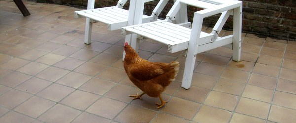 Kip op het terras